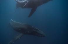 Circuit Excursion à Klein Karoo, Garden Route et Addo shore 3Djours/2nuits