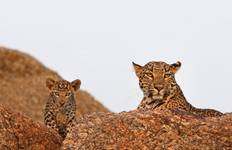 Circuito Exclusivo real Rajastán y Taj Mahal con safari Leopardo