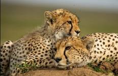 Kenya AND Tanzania Classic Safari – Two Birds with One Stone **Sustainable Approach to Travel Tour