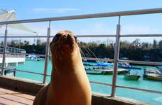 Quito and Galapagos Wildlife Adventure 8 Days / 7 Nights Tour