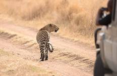 Circuit 6 jours : Les grands félins du Tarangire, du Serengeti et du cratère du Ngorongoro en exclusivité