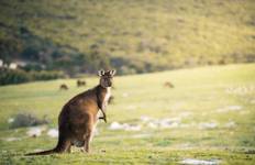 Kangaroo Island Abenteuerreise - 3 Tage Reise