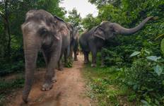 Vietnam and Cambodia: Wildlife & Culture with speed boat on Mekong River to Cambodia Tour