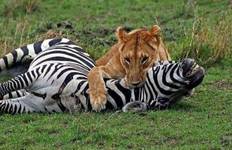 Circuit Big Five Safari en camping en Tanzanie de 5 jours (Tarangire, Parc National du Serengeti et Zone de Conservation du Ngorongoro) ( hébergement et transport inclus)