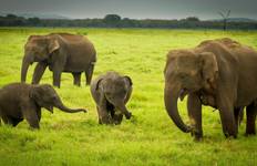 Circuit Sri Lanka : une faune intacte