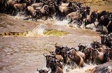 Circuit 10 jours de safari de luxe au Kenya - Safari de migration des gnous
