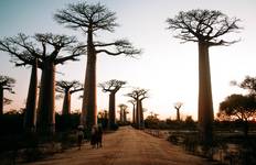 Circuit Safari au Baobab