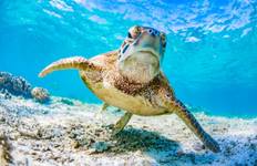 Queensland Cairns, Reef & Rainforest Tour