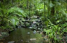 Circuit Forêt tropicale de Daintree, Cape Tribulation et Port Douglas - Circuit boutique de 3 jours