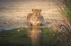 Sri Lanka Leopard Tracks