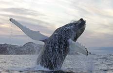 Circuit Orques et baleines à bosse sous les aurores boréales