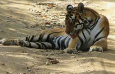 Nordindien: Goldenes Dreieck mit Wildlife Safaris (alles inklusive) - 10 Tage Reise