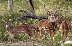 Circuit 5 jours dans le parc national de Bandipur avec Wayanad (TOUT COMPRIS)