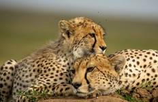 Circuit 7 jours de safari en Tanzanie* Manyara, Serengeti, gorges d'Olduvai et cratère du Ngorongoro*.