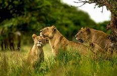 Circuit Safari Aventure Lion. - L'hébergement et le transport sont inclus.