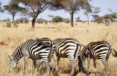 Circuit Safari dans le nord de la Tanzanie. - L'hébergement et le transport sont inclus.