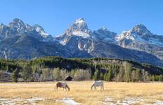 5 Day- Yellowstone and Grand Teton National Park in Depth- Hotel Based Tour