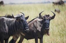 CLASSIC WONDERS OF KENYA, TANZANIA AND ZANZIBAR Tour