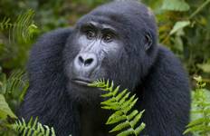 Great African Expedition Northbound - 56 days Tour