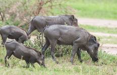 Tansania Great Wildebeest Migration Mara River Cross Safari Reise