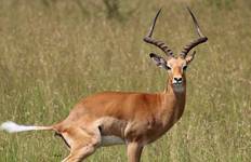 Circuit Safari de 15 jours au Kenya et en Tanzanie - Afrique de l'Est