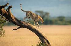 Circuit 6 jours : Tarangire, Manyara, Serengeti et Ngorongoro en camping à prix réduit