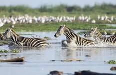 7 Days Luxury Tanzania Honeymoon Tour Tour