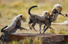 Circuit Safari haut de gamme exclusif de 6 jours à Tarangire, Ngorongoro et Serengeti