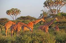 Circuit Safari culturel et animalier à Samburu - 3 jours