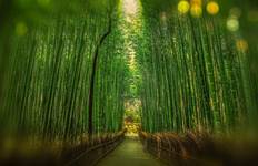 Explore Japan: Tokyo Towers, Torii Gates & Samurais Reise