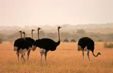 South Africa Road Trip: On the Garden Route to the Big Five Tour