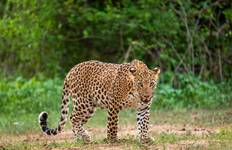 Ranthambore NP (4 Tage) Reise