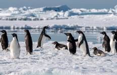 In-Depth Antarctica, Falklands & South Georgia Expedition (2024) Tour