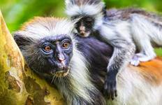 Circuit Découvrez notre excursion privée d'une journée dans la forêt de Jozani et à la rencontre des dauphins au départ d'Uroa, Zanzibar | La meilleure expérience guidée et sur mesure à Zanzibar