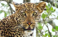 The Top-Rated 3 Days Mikumi Safari from Dar es Salaam: Our Travelers Tried These