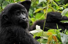 Trip to Uganda Wildlife Sighting Including Gorilla Trekking Tour