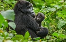 12-Day Trip Including Gorilla Trekking, Big 5 and Nature Sighting Tour