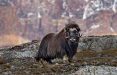 Serene Greenland - To the World\'s Largest National Park Tour