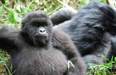Gorillas and Game Parks Tour