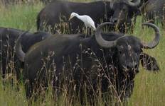 Discover Our Ultimate Guide in 4 days Tanzania Camping Safari 2025/2026