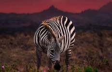 Circuit Tanzanie indomptée : Safari et culture - 9 jours **Approche durable du voyage