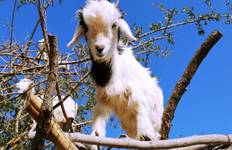 Marokko Kulturreise ab Casablanca 11 Tage Reise