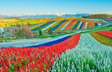 6 Days Hokkaido's Floral Symphony Tour (private guide & driver)The best time to visit falls between June and August in summer. Tour