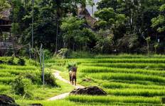 Prächtiges Südostasien in 19 Tage (Vietnam/Kambodscha/Thailand) Reise