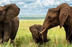 Circuit Au départ de Zanzibar, 8 jours d'exploration des îles tropicales et de safari dans le Tarangire et le Ngorongoro.