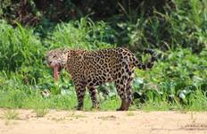 Circuit Safari dans le nord du Pantanal et safari Jaguar avec séjour optionnel à Porto Jofre