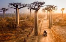 Circuit Tsingy de Bemaraha - Safari à la découverte du Kirindy et du Baobab