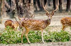 Bangladesch Sundarbans private Safari 6 Tage Reise