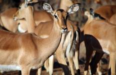 Krüger Nationalpark mit Big 5 Glamping Safari 3 Tage Reise