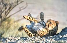 Circuit Explorez Etosha, Swakopmund et Sossusvlei en 6 jours | Camping privé guidé